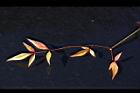 南天竹-紅葉04.JPG