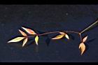 南天竹-紅葉05.JPG