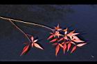 南天竹-紅葉06.JPG