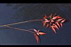 南天竹-紅葉13.JPG