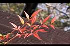 南天竹-紅葉17.JPG