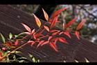 南天竹-紅葉18.JPG