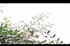 南天竹-花序03.JPG