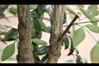 南天竹-莖02.JPG