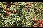 南天竹-葉03.JPG