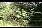 南嶺蕘花06.jpg