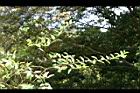 南嶺蕘花07.jpg