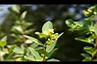 南嶺蕘花08.jpg