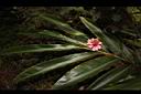 南投月桃-花05.JPG