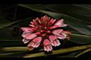 南投月桃-花18.JPG
