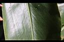 南投月桃-葉正07.JPG
