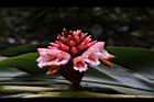 南投月桃-花11.JPG