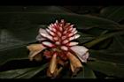 南投月桃-花15.JPG