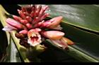 南投月桃-花29.JPG