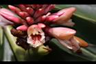 南投月桃-花36.JPG