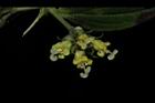南投涼喉茶-花34.JPG