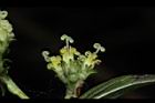 南投涼喉茶-花42.JPG