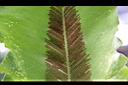 南洋山蘇花-孢子00.JPG