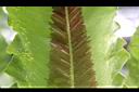 南洋山蘇花-孢子01.JPG
