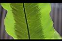 南洋山蘇花-孢子04.JPG
