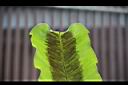 南洋山蘇花-孢子05.JPG