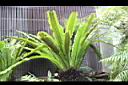 南洋山蘇花004.JPG