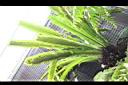 南洋山蘇花008.JPG