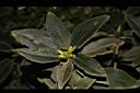南湖杜鵑-花苞02.JPG