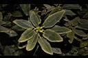 南湖杜鵑-花苞03.JPG