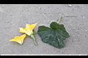 南瓜-花葉00.jpg