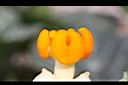 南瓜-雌蕊25.jpg