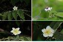 南美假櫻桃-花.jpg