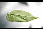南美假櫻桃-葉背03.JPG
