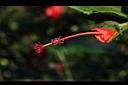 南美朱槿-花蕊02.JPG