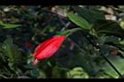 南美朱槿-花14.JPG