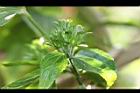 南美朱槿-花苞00.jpg