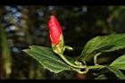 南美朱槿-花苞03.JPG