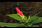 南美朱槿-花苞04.JPG