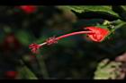 南美朱槿-花蕊01.JPG