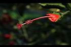 南美朱槿-花蕊03.JPG