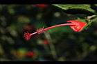南美朱槿-花蕊04.JPG