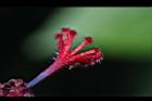 南美朱槿-花蕊12.JPG