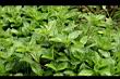 南美蟛蜞菊01.jpg