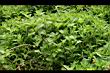 南美蟛蜞菊05.jpg