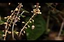 南臺灣黃芩-實01.JPG