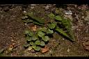 南臺灣黃芩05.JPG