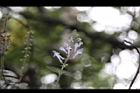 南臺灣黃芩-花00.JPG