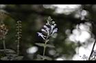 南臺灣黃芩-花01.JPG