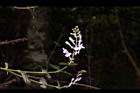 南臺灣黃芩-花03.JPG