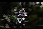 南臺灣黃芩-花04.JPG
